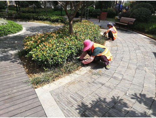 新乡绿化工程苗圃基地